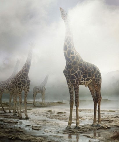 giraffa1
